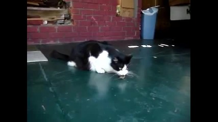 Котка Vs Мишка - Смях !