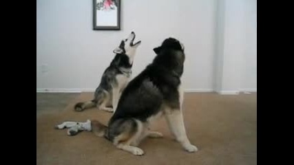 Howling huskies