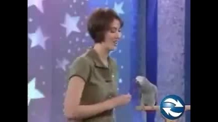 Смешно папагалче
