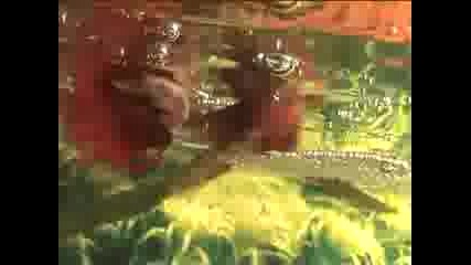 Betta splendens - Fighting and Mating