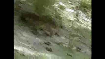 National Geographic - Monitor Lizard Hunt