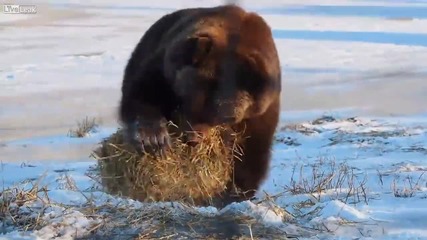 Мечка си играе с бала слама!