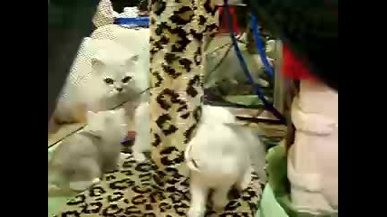 Малки Персийски Котета Си Играят