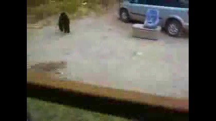 котка напада мечка