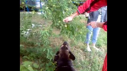 Куче яде джанки