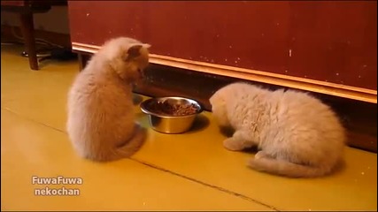 Котето не дава да ядат от паничката му