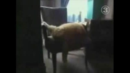 Най - Дебелата Котка В Света