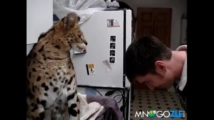 С такова коте не се ебаваите