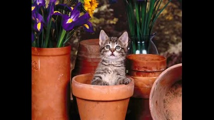 101 Cats
