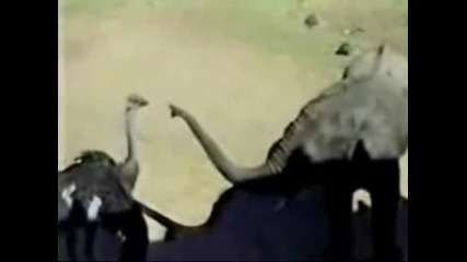 Лош Слон убие Щраус