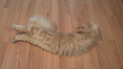 Cat plays dead on command!