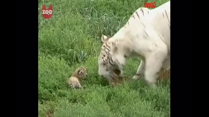 Тигрица с малките си