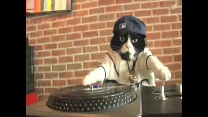 Dj Котка 