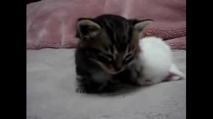 Котенцата Борко и Добромир