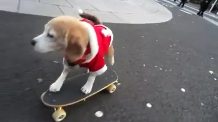 Сладко кученце на Skateboarding