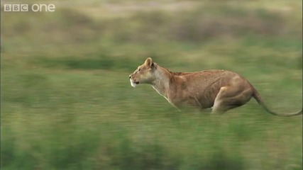 лов на лъвица - Natures Great Events The Great Migration - Bbc One (1080p)