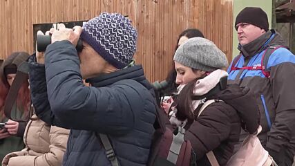 След близо 80 години: Къдроглави пеликани загнездиха в Бургаско