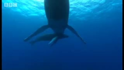 Humpback whale baby calf breathing - Diving With Whales - Bbc Wildlife 
