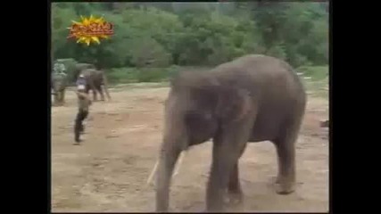 Такъв слон няма никъде! 