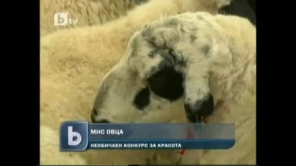 Мис Овца 2011г В Китай !