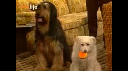 Married with children s05e14 