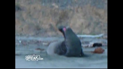 Такова стряскане не сте виждали 