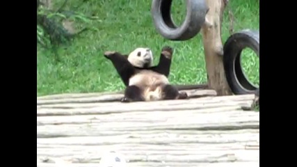 Дансинг панда 
