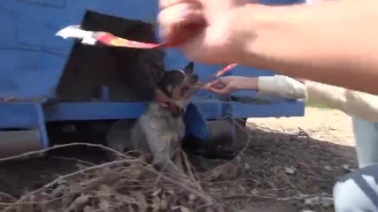 Хора приютяват куче, което е живяло 11 месеца под контейнер за боклук