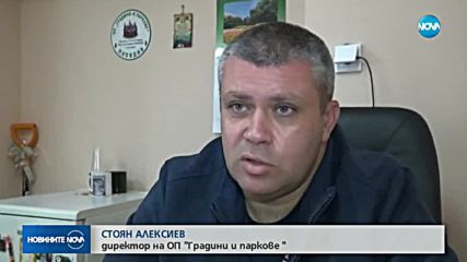 Огромно дърво падна върху кола на оживена улица в Пловдив