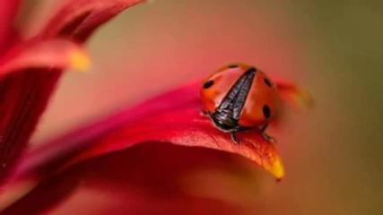 Amor Amor Giovanni Marradi Romantic relaxing music..