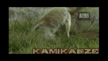 Top 10 Odd Animal Couples: Язовец и Койот 