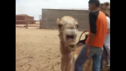 Дед метъл камила