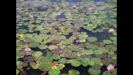 Lotus and New Age music - Mahayana 