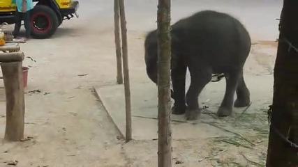 Бебе слон се опитва да краде храна