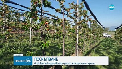 Ще достигнат ли цените на черешите 50-60 лв. за килограм