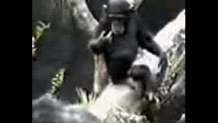 Affe