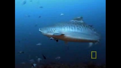 National Geographic - Tiger Sharks Vs. Turtles