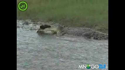 Крокодил хапва костенурка 