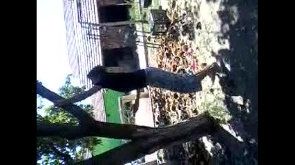 катерене на дарво без крака