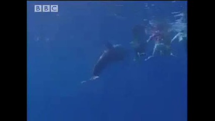 делфините и хората