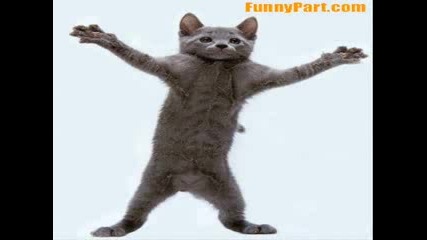 Crazy Dancing Cat