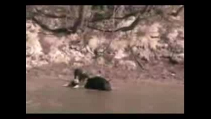Dogs Gone Wild Texas Style