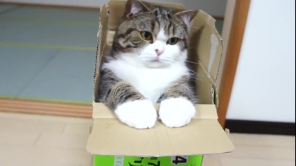 Котето Мару и .. кутийка .. Сладурско