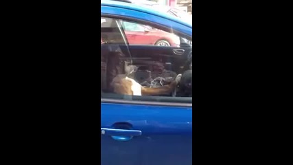 Изнервено куче чака стопанина си в колата