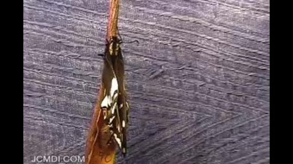 Indra Swallowtail Butterfly Pupation Time Lapse 