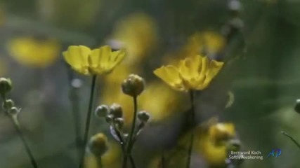 Bernward Koch - Softly Awakening
