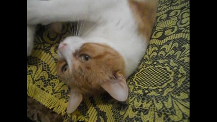 Коте се глеззи ;dd 