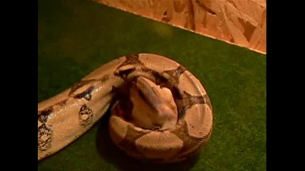Emperor 1 