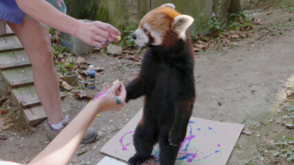 Червените панди рисуват | Тайните на зоопарка | NG Wild Bulgaria