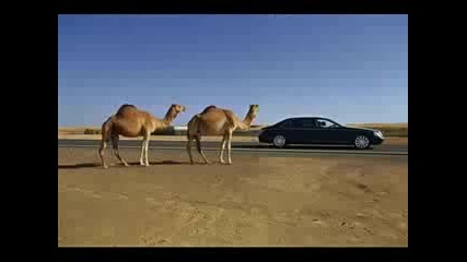 Шейховете 